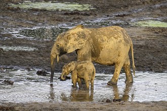 African forest elephants (Loxodonta cyclotis) in the Dzanga Bai forest clearing, Dzanga-Ndoki