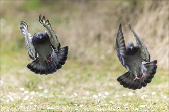 City dove (Columba livia forma domestica) in flight, wildlife, Germany, Europe