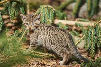 Close-up of European wildcat (Felis silvestris silvestris) kitten in spring in the bavarian forest