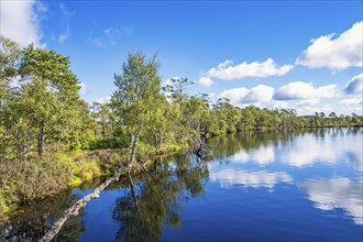 Lakeshore by a bog with pine trees in the nordic wilderness a sunny summer day, Sweden, Europe