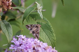 Silver y (Autographa gamma), butterfly, moth, close-up, summer lilac, macro shot of a gamma owl