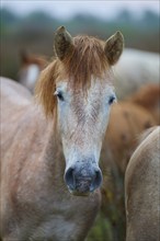 Camargue horse foal standing on a pasture and looking into the camera, Summer, Camargue, France,