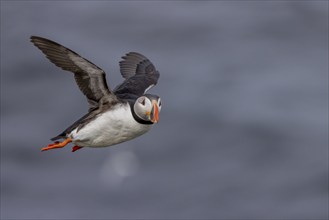 Puffin (Fratercula arctica), in flight, Grimsey Island, Iceland, Europe