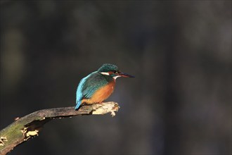 Common kingfisher (Alcedo atthis) sitting on a branch, winter, Saxony, Germany, Europe