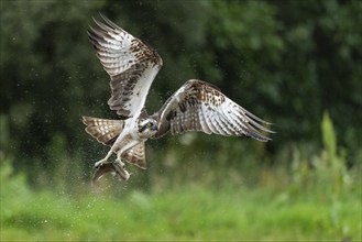 Western osprey (Pandion haliaetus) hunting with a trout, Aviemore, Scotland, Great Britain