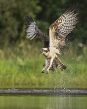 Western osprey (Pandion haliaetus) hunting, Aviemore, Scotland, Great Britain