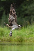 Western osprey (Pandion haliaetus) hunting, Aviemore, Scotland, Great Britain