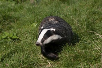 European badger (Meles meles) adult animal in grassland, United Kingdom, Europe