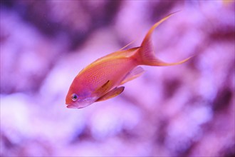 Sea goldie (Pseudanthias squamipinnis) in a aquarium, captive, Germany, Europe