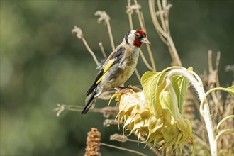 European goldfinch (Carduelis carduelis), also known as goldfinch, sitting on a faded sunflower,