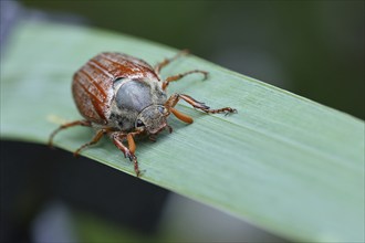 Northern cockchafer (Melolontha hippocastani), male, walking on a leaf of a broad-leaved bulrush