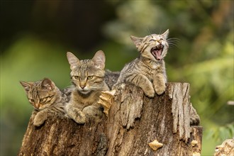 Mother cat and two kittens, one yawning, on a tree stump, wildcat (Felis silvestris), kitten,