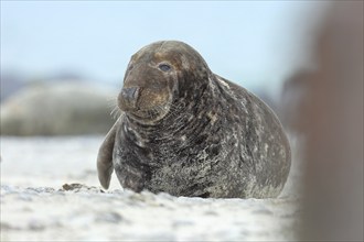 Grey seal (Halichoerus grypus), adult male animal, bull, lying on the beach, Heligoland, dune,