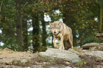 Eastern wolf (Canis lupus lycaon) walking on a little hill, Bavaria, Germany, Europe