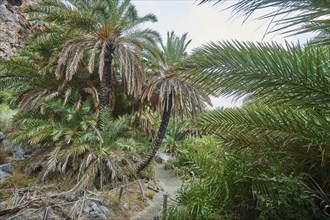 Landscape of the Preveli palmgrove, Crete, Greece, Europe