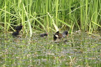 Common moorhen (Gallinula chloropus), May, Germany, Europe