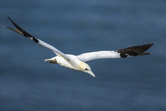 Northern Gannet, Morus bassanus, bird in flight over sea, Bempton Cliffs, North Yorkshire, England,