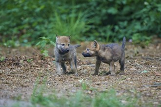 Gray wolf (Canis lupus), two puppies playing in the forest, summer, Germany, Europe