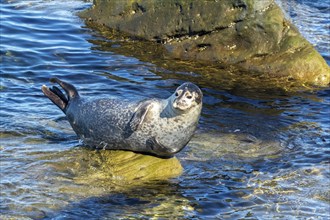 Harbor seal, phoca vitulina vitulina. Seal resting on a rock by the sea and watching. Forillon