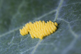 Eggs of the cabbage white butterfly, July, Germany, Europe