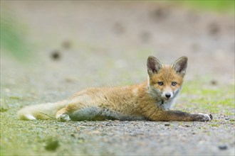 Red fox (Vulpes vulpes), young fox lying on the forest floor, surrounded by green nature, summer,