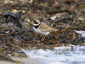 Common Ringed Plover (Charadrius hiaticula) foraging along the Arctic Ocean shoreline, May,