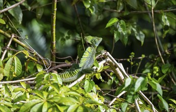 Plumed basilisk (Basiliscus plumifrons), adult male sitting on a branch, Tortuguero National Park,