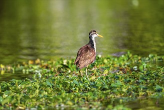 Yellow-fronted Jacana runs on aquatic plants, Tortuguero National Park, Costa Rica, Central America