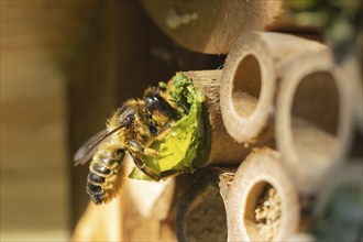 Leafcutter bee (Megachile willughbiella) adult insect filling a hole with a leaf in a garden bee