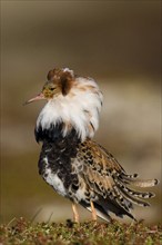 Ruff, ruff plumage, display plumage, courtship display, Norway, Varanger, Varanger Peninsula,