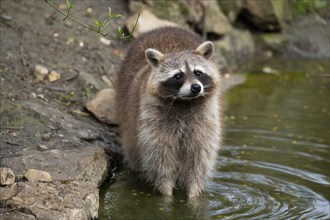 Raccoon (Procyon lotor) stands in the water and looks attentively, Germany, Europe