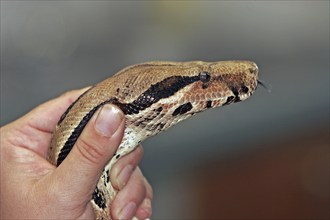 Boa constrictor, king snake, examination at the vet