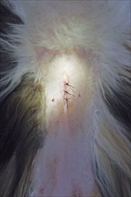 Castration of a cat, vet, Persian cat, sutured wound after castration