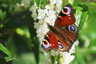 Peacock butterfly (Inachis io), September, Mecklenburg-Western Pomerania, Germany, Europe