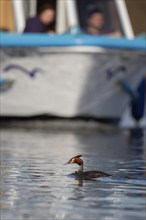 Great crested grebe (Podiceps cristatus) adult bird on a river with a boat in the background,