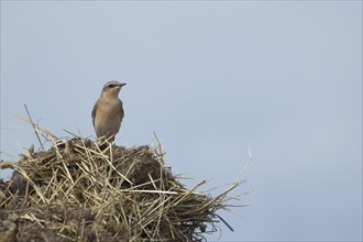 Wheatear (Oenanthe oenanthe) adult bird on a farmland muck heap, Norfolk, England, United Kingdom,