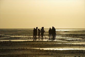 Hiker in the mudflats, sunset, Wyk, Föhr, North Frisia, Schleswig-Holstein, Germany, Europe