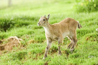 Alpine ibex (Capra ibex) youngster walking on a meadow, wildlife Park Aurach near Kitzbuehl,