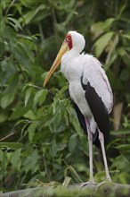 African yellow-billed stork (Mycteria ibis), captive, occurrence in Africa