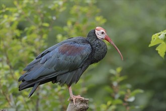 Southern bald ibis (Geronticus calvus), captive, occurrence in Africa