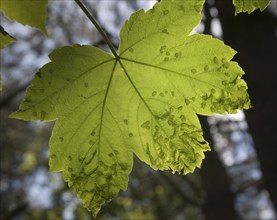 Close up of blotchy patches on underside of sycamore tree leaf made by erineum mite galls Suffolk,