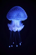 Tropical Jellyfish Phyllorhiza punctata white-spotted jellyfish aka floating bell, Australian