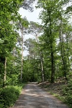 Hiking trail in the Palatinate Forest nature park Park, Palatinate, Rhineland-Palatinate, Germany,