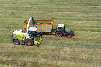 Hay harvest, on a Rhine meadow near Duisburg-Beeckerwerth, a forage harvester picks up the cut