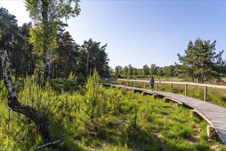 Diersfordter Wald, north of Wesel, nature park with oak and beech forests, glacial sand dunes,