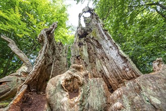 The Sababurg primeval forest, or primeval forest in the Reinhardswald, is a 95-hectare biotope