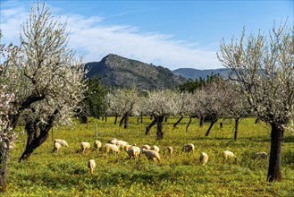 Almond blossom on Majorca, from January to March many hundreds of thousands of almond trees blossom