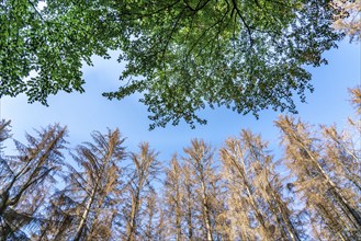 Forest dieback in Arnsberg Forest, northern Sauerland, dead spruce trees, intact beech trees, North