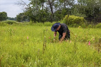 Detroit, Michigan, Volunteers planting in the wetlands at the public garden designed by prominent