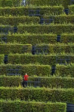 Green façade, made of over 30, 000 hornbeams forming a hedge a good 8 kilometres long, on the roof